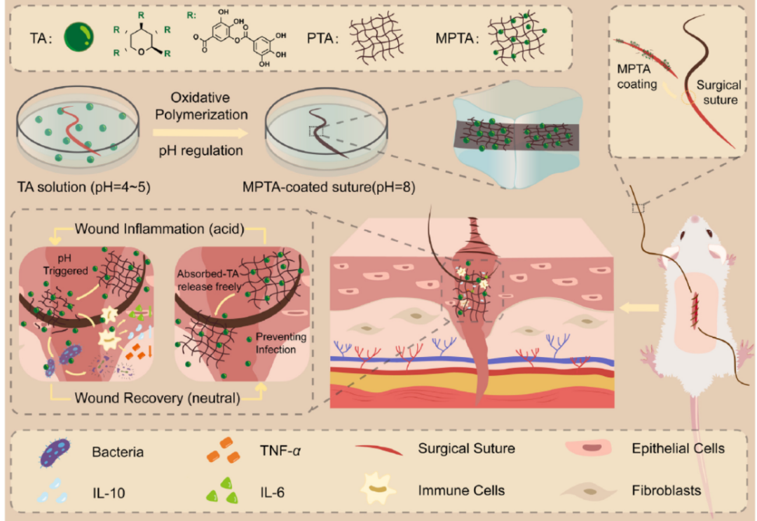 可根据伤口愈合阶段控制抗菌性能的缝合线